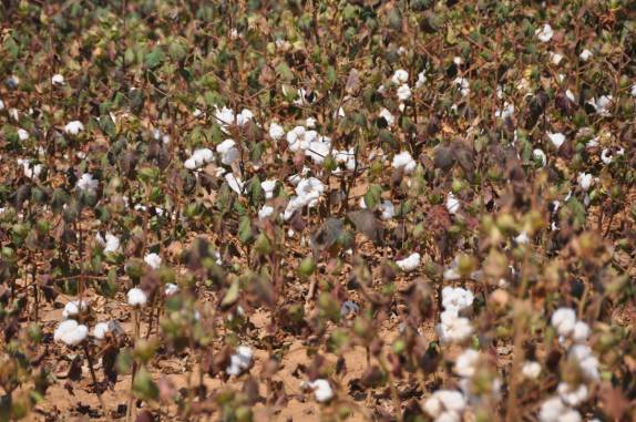 Plantação de algodão, na estrada para Lizarda, região de Alto Parnaíba - MA